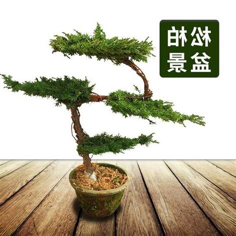 松樹盆栽風水