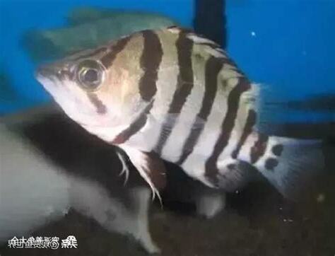 虎魚種類