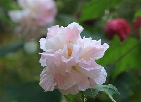 芙蓉養殖