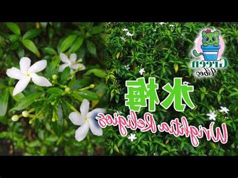 水梅有毒嗎