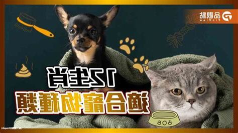 生肖養寵物