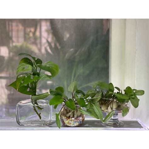 洞洞龜背芋風水