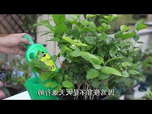 茉莉花種植