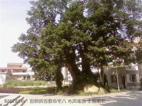 門前有大樹風水