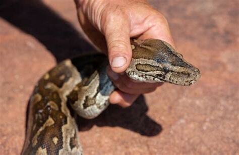 家裡有蛇找不到