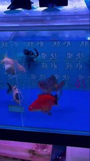 金魚招財