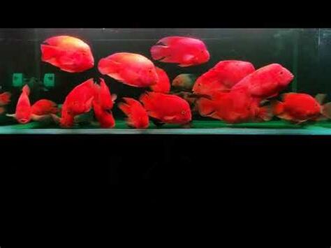 紅招財魚