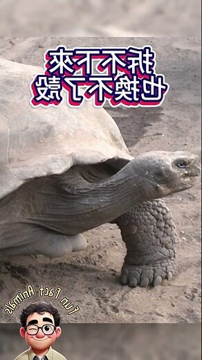 龜殼寓意