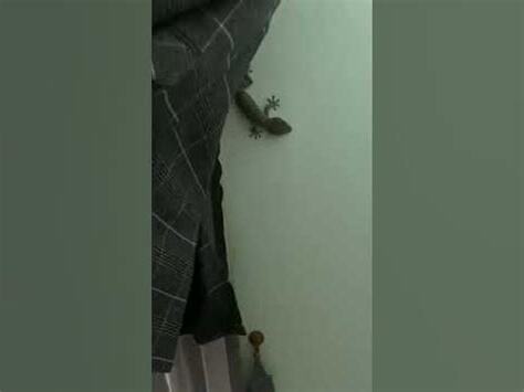 房間出現壁虎