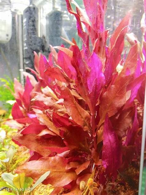 紅色水草入門