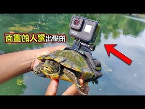 烏龜出現在家門口