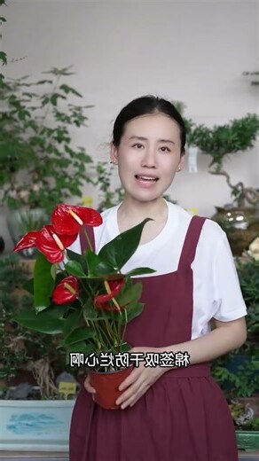 紅掌風水