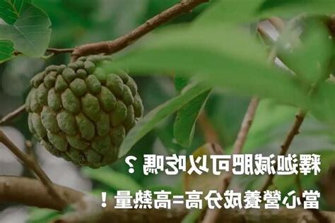 釋迦狗可以吃嗎