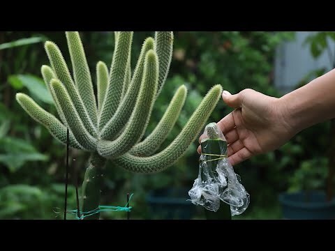 猴尾柱風水