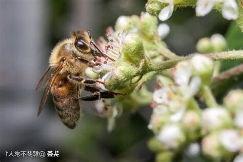 蜜蜂徵兆