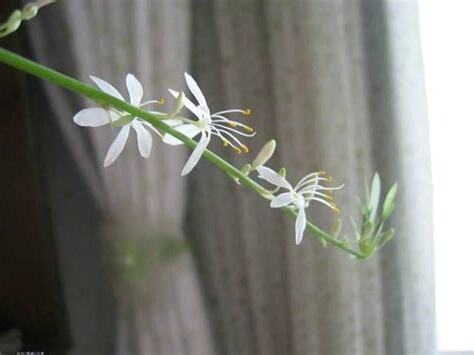 吊蘭開花