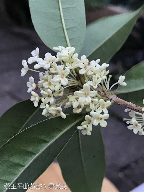 食用桂花品種