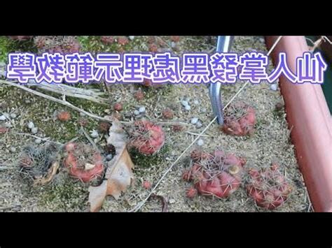 仙人掌頂部發黑
