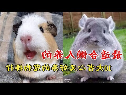 什麼寵物最好養