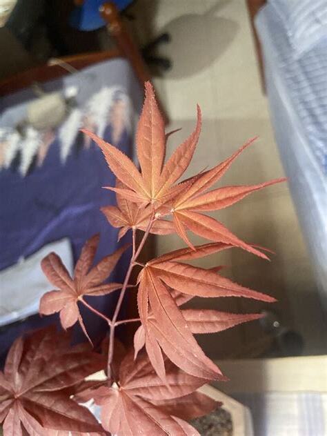 種楓樹