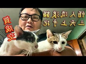 貓咪跑到家裡