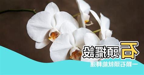石頭擺設風水