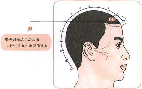 前庭穴