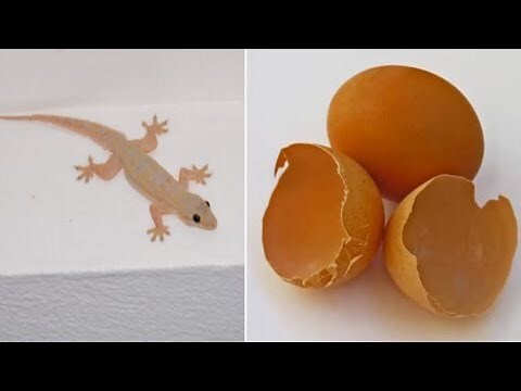 壁虎入屋吉凶