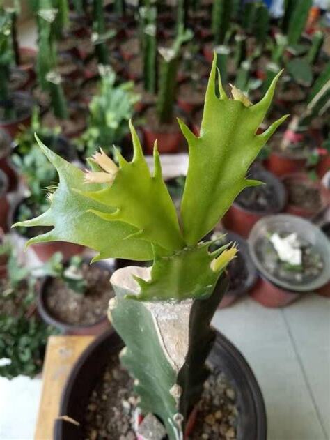 火龍果嫁接仙人掌