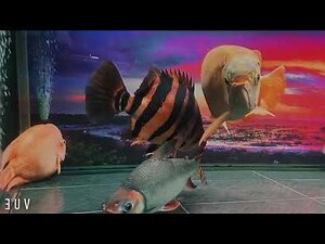 印尼虎魚