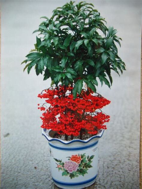 富貴子種植方法