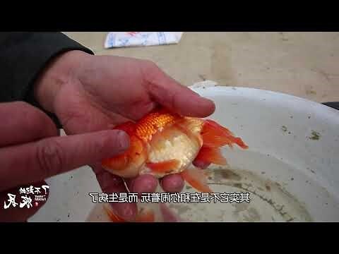 鱼死了怎么办