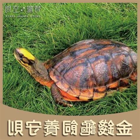 發財龜飼養