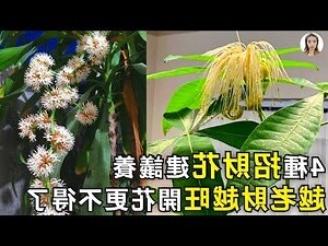 辦公室招財多肉
