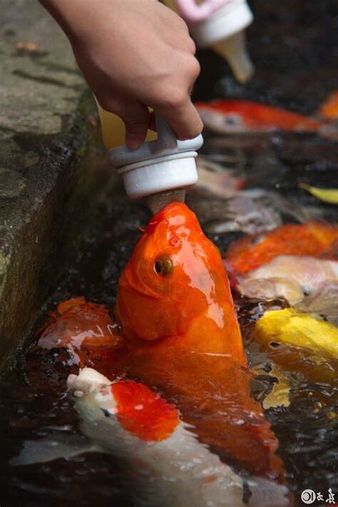鯉魚照片