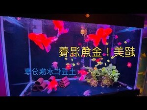 黑牡丹金魚混養