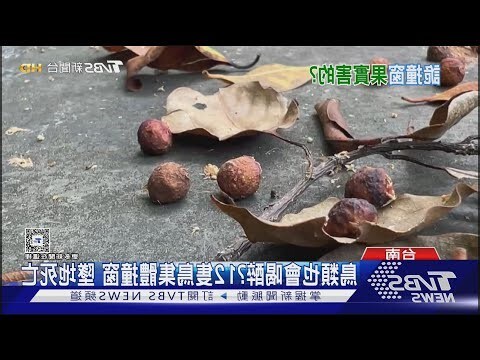 鳥死在門口