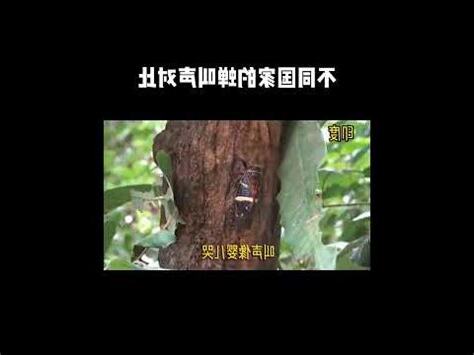 蟬叫聲原因