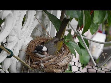 小鳥在家築巢風水