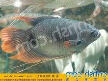 古代戰艦魚