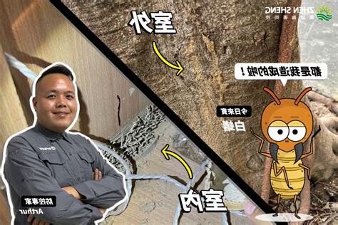 怎麼會有白蟻