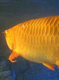 金龍魚屬
