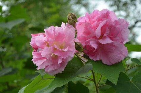 芙蓉是什麼花