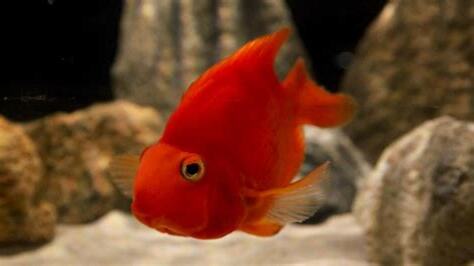 血鸚鵡魚