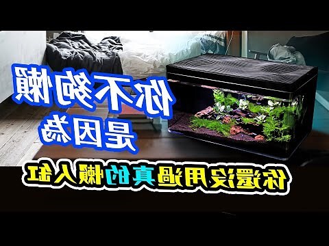 一尺魚缸養多少魚