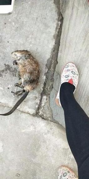 看到老鼠死掉