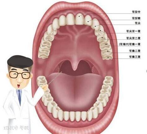 大牙是什么