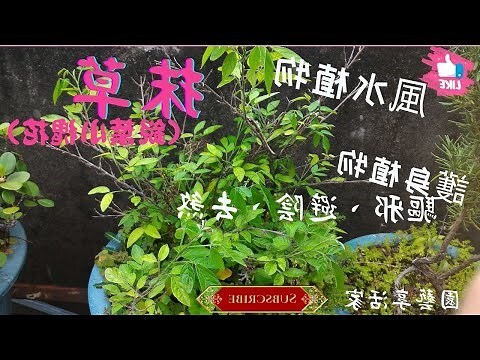 避邪植物