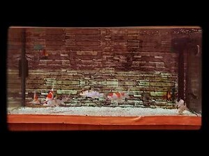 錦鯉魚缸