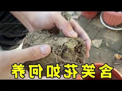 含笑花生長速度